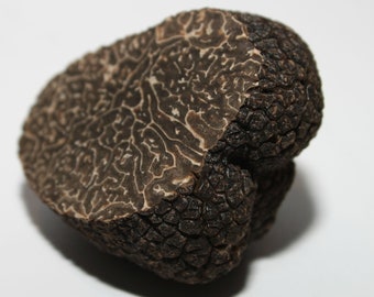 Mycélium de Truffe Noire du Périgord - Kit de Culture Champignons - Grow Mushroom Spores