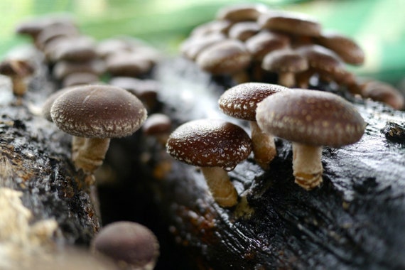 Mycélium de Shiitaké Kit de culture champignons Grow Mushroom Spores -   France