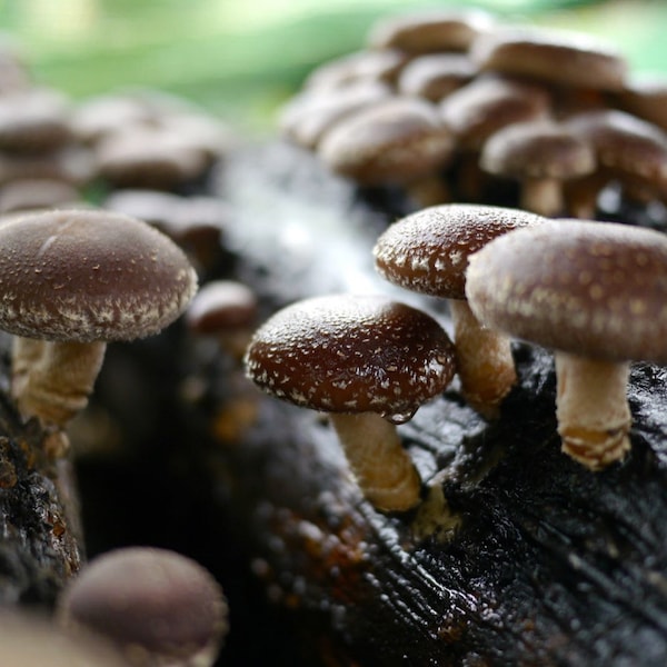 Mycélium de Shiitaké - Kit de culture champignons - Grow Mushroom Spores