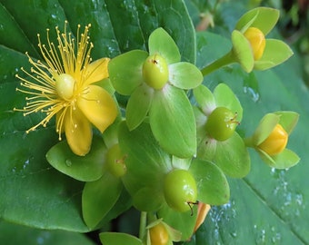 1500 Seeds of St. John's Wort (Hypericum andrsaemum) officinale