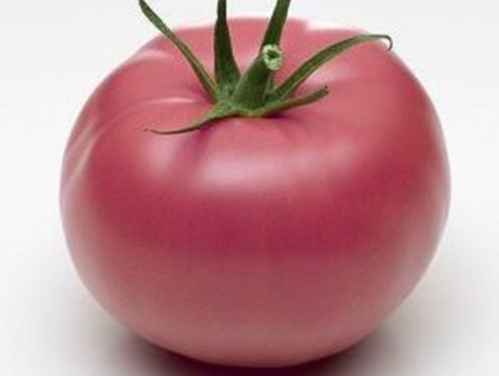 25 Graines de Tomate Rose Berne - Légume Ancien Potager Semences Paysannes Organic Seeds