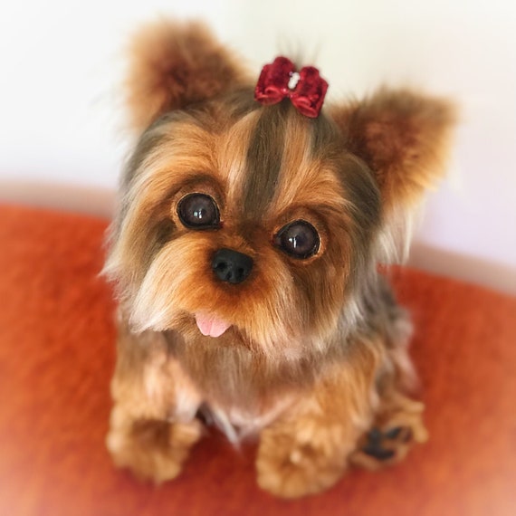 teddy puppy