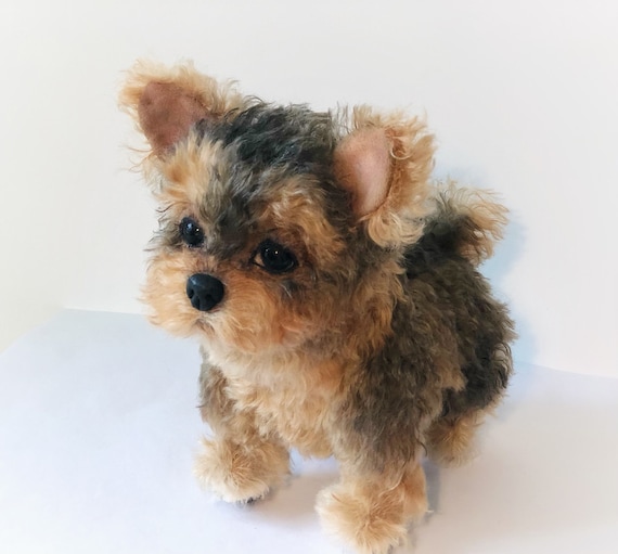 yorkshire terrier teddy