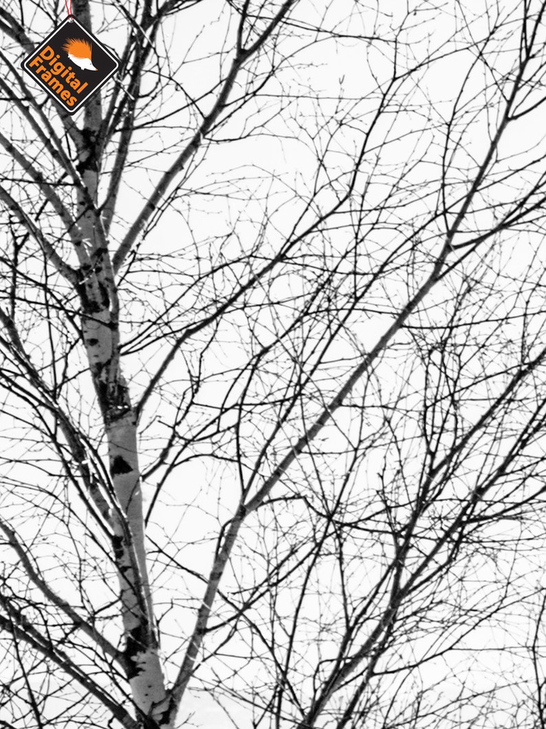 Forest Printable 10 Formats Tree Wall Art Tree Print Wall Etsy