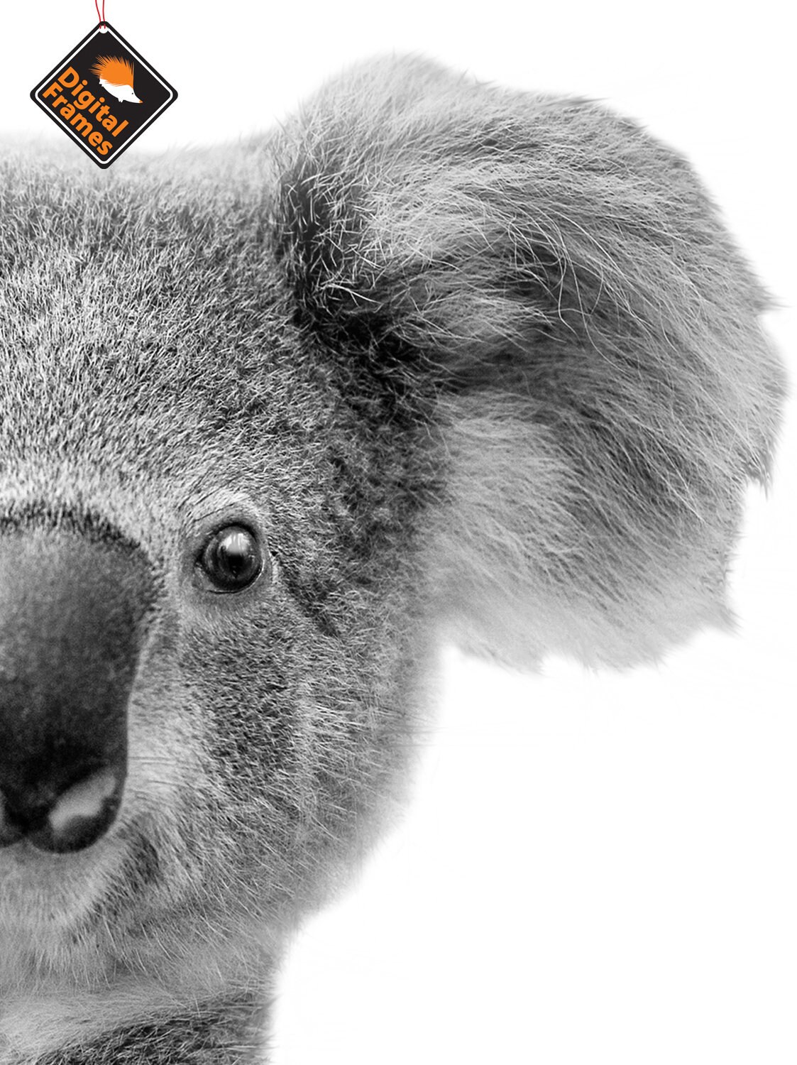 Koala Wall Art Black White Woodland Printable Art Animal Etsy