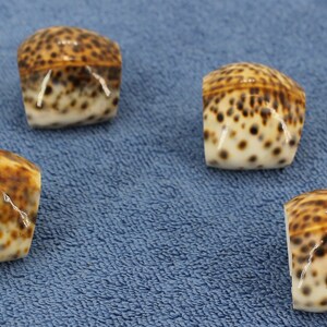 May include: Four brown and white seashells with a spotted pattern. The shells are arranged in a semi-circle on a blue surface.