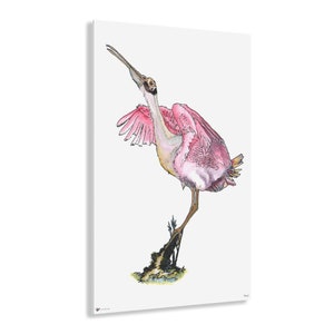 Rosie Roseate Spoonbill Acrylic Print image 1