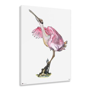 Rosie Roseate Spoonbill Acrylic Print image 6