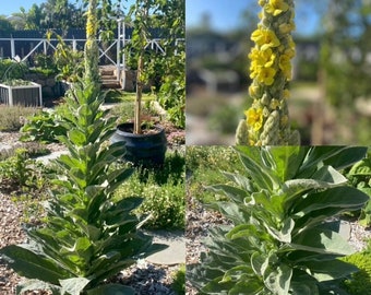 Mullein Seeds (Verbascum thapsus) – Spray-Free Garden Seeds – Hundreds of Seeds – Hand-Stamped Envelope