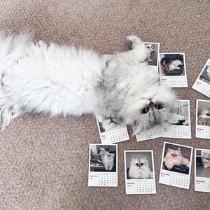 2025 Custom Photo Cat Calendar, Submit 12 Photos of your Cat!