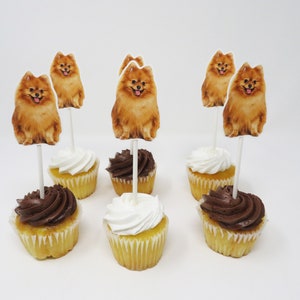 May include: Six cupcakes with brown and white frosting topped with edible images of Pomeranian dogs. The cupcakes are on a white surface.