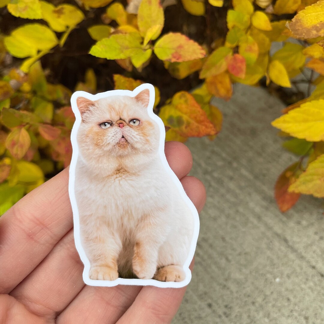 Catt Sticker Custom Cat Sticker - Etsy