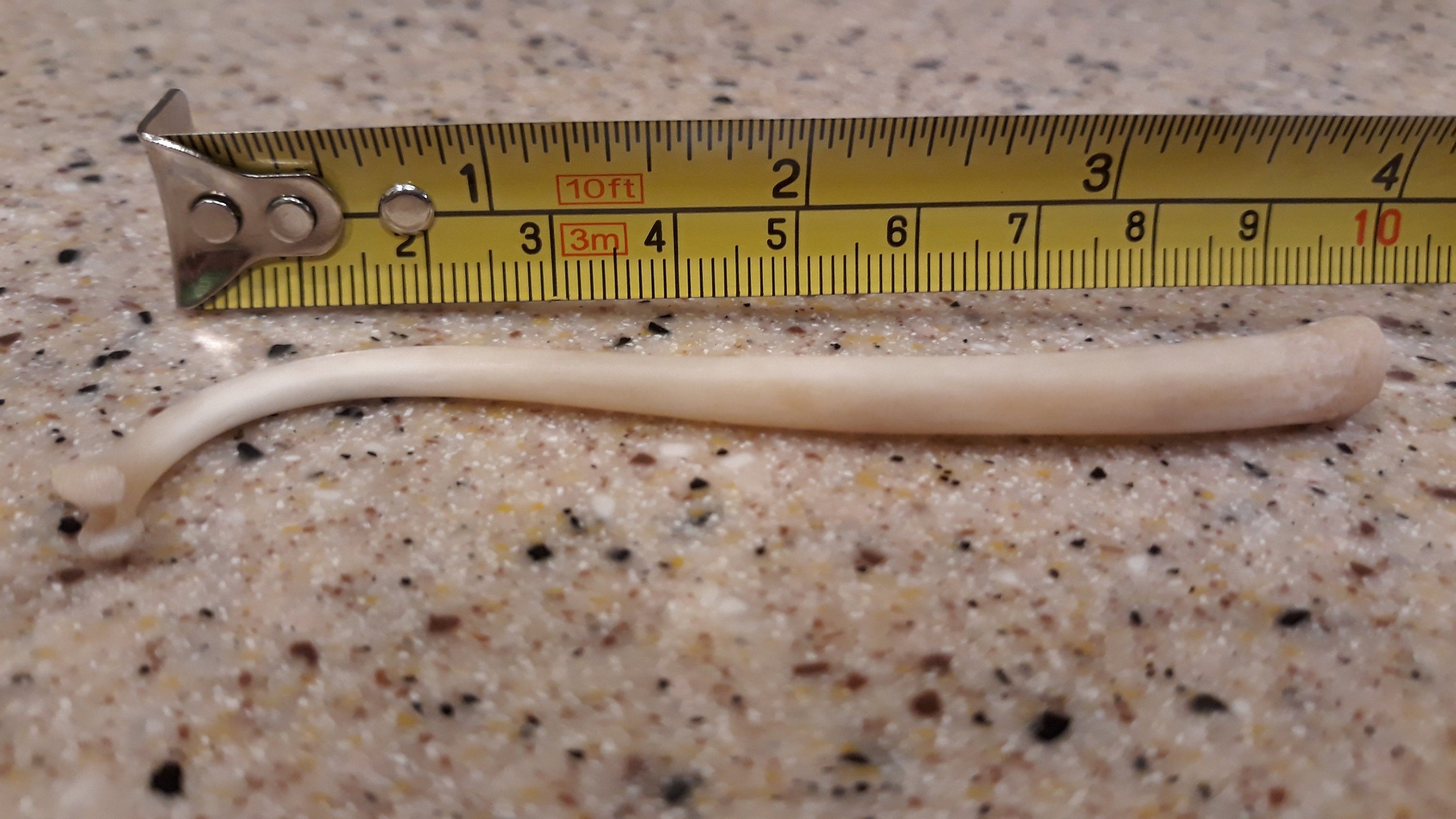 4 Inch Raccoon Baculum Penis Bone Large Etsy