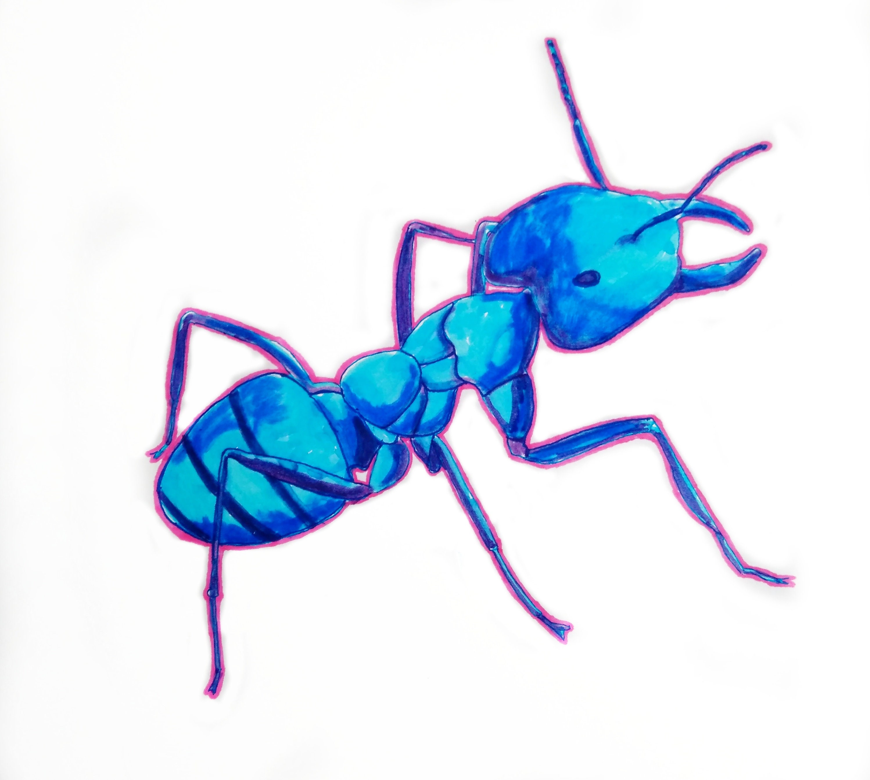 Ants Sticker Pack - Etsy