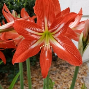 30+ Heirloom St. Joseph Amaryllis Seeds with Propagation Instructions