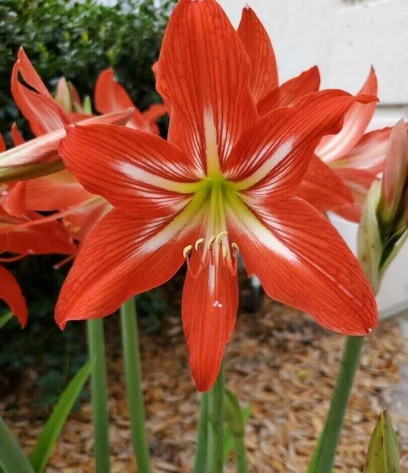 24 Heirloom St. Joseph Amaryllis Seeds With Propagation Instructions Etsy