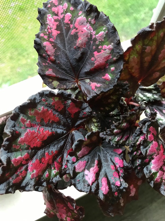 Rare Rex Begonia Rumba live plant 4' pot Rare Rex Begonia Rumba live plant 4' pot