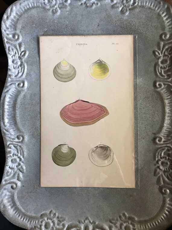 18TH French Print FRENCH Clam FRENCH Shell Engraving Sea Etsy