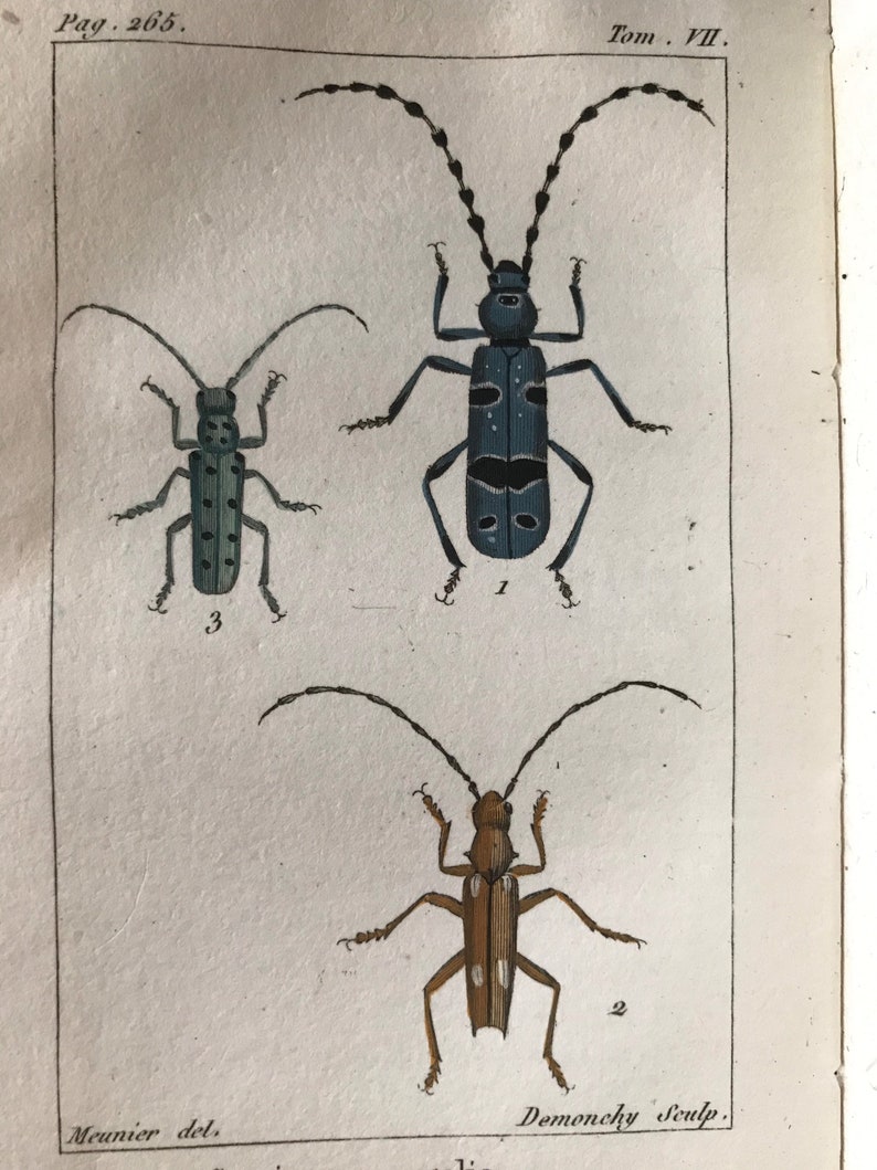 Antique French Insect Engraving Bug Print Scientific French - Etsy