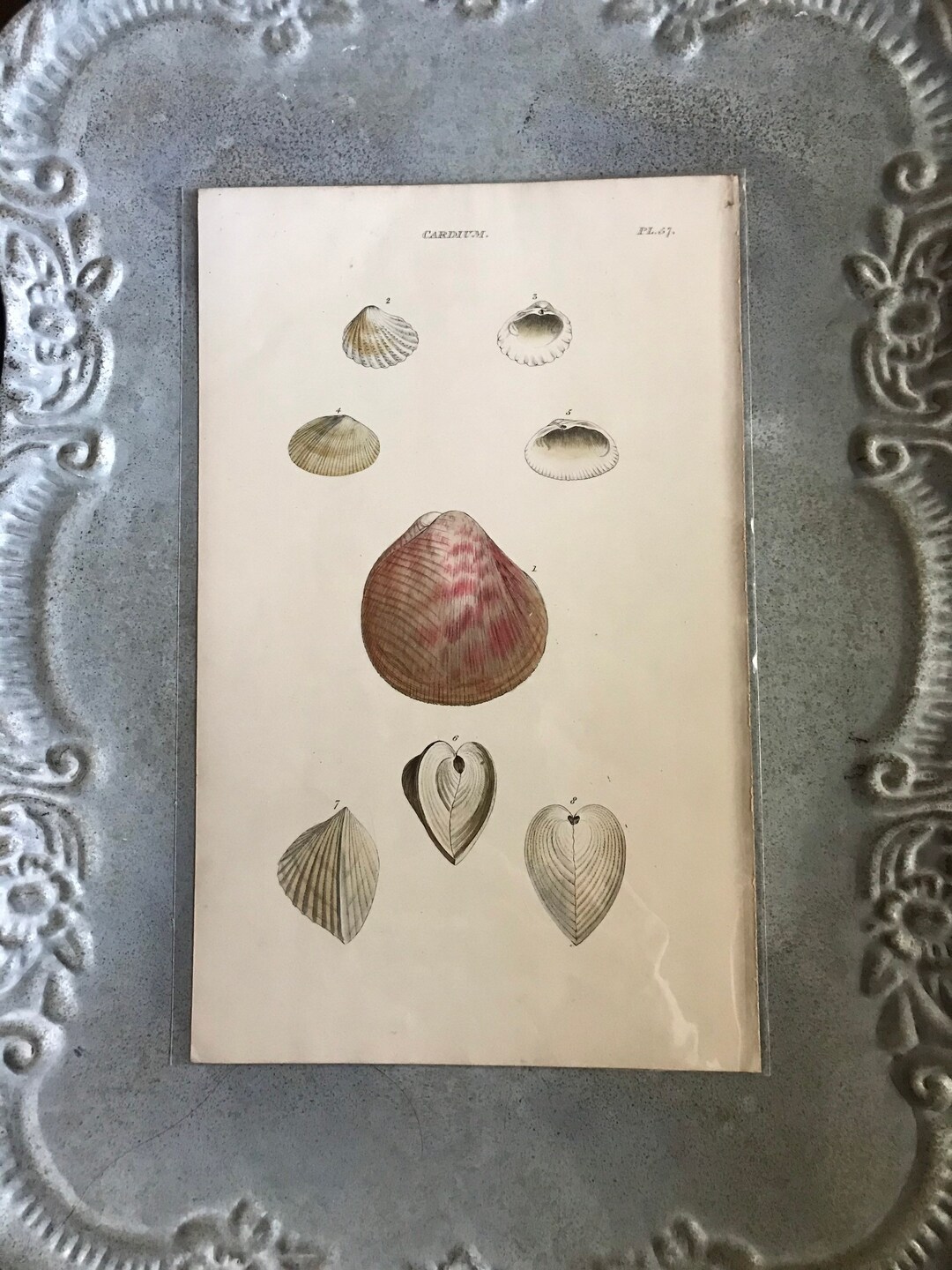 Antique 18th Century French Print FRENCH Clam FRENCH Shell Engraving
