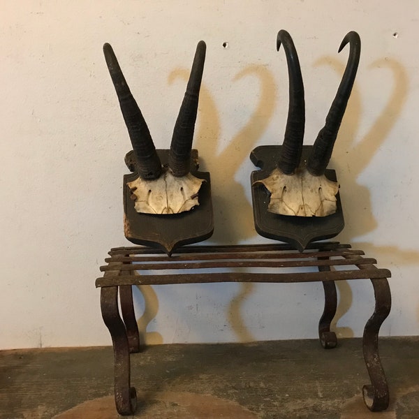 Antique Folk Art Antler Mounts Chamois Horns Taxidermy
