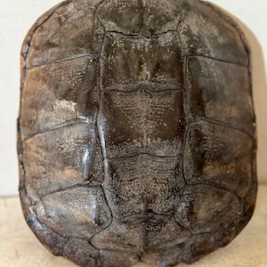 May include: A dark brown turtle shell with a textured surface. The shell is oval-shaped and features a pattern of segmented plates. The shell's color varies from light to dark brown, with some areas appearing almost black.