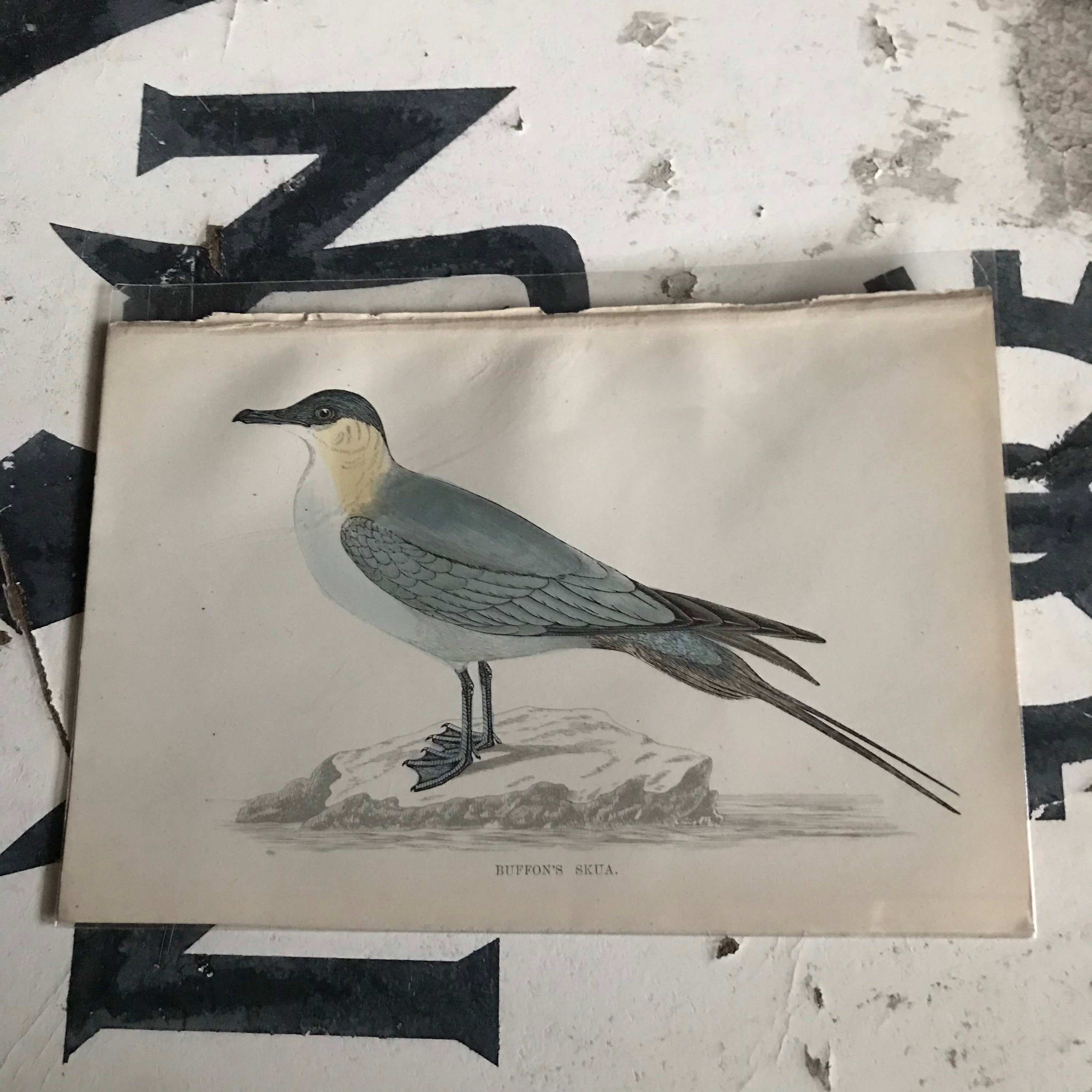 Antique ENGLISH SEAGULL Print Bird Engravings British Birds Study 19th Century