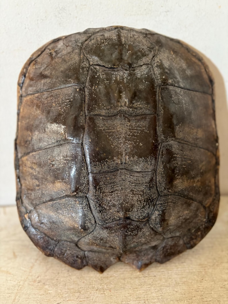Segmented Shell Plates Vintage Turtle Shell Giant Taxidermy Curiosities Garden Natural ...