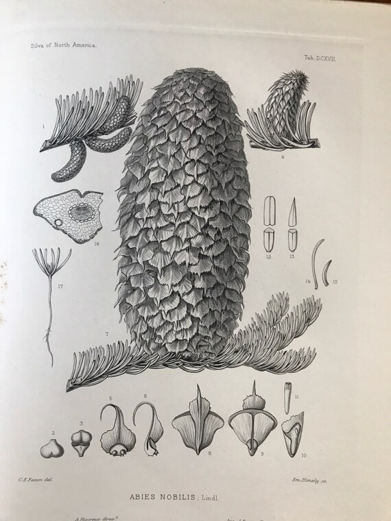 Pine Cone Scientific Illustration