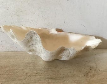 Può includere: Un grande guscio di vongola bianco con un esterno testurizzato grigio. Il guscio è aperto e ha un interno liscio e bianco.