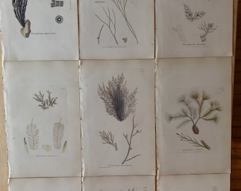 Antique Seaweed Print Hand colored English Engraving Vintage Print 19th Century Botanical Engraving