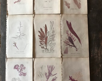 Antique Seaweed Prints Hand colored English Engraving Vintage Print 19th Century Botanical Engraving