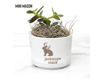 Jackalope Snack Plant Succulent Plants, Jackalope Food, Jackalope Hunter, Cryptid Gear, Cryptozoologist, Cryptozoology, Cactus Potted Plants