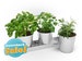 Galvanized Herb Pots - Set of 3 Indoor Windowsill or Counter Planters with Drainage and Tray - Herbs or Small House Plants and Succulents 
