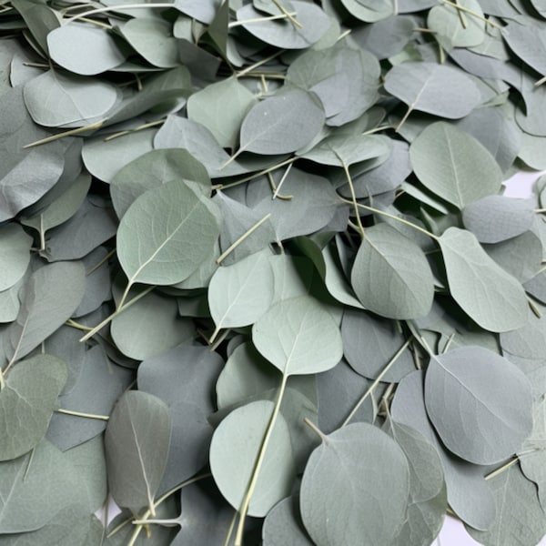 Bulk 400+ Preserved Silver Dollar Eucalyptus Leaves - Natural, Biodegradable Green for Weddings, Showers & Home Decor, Eucalyptus Garland