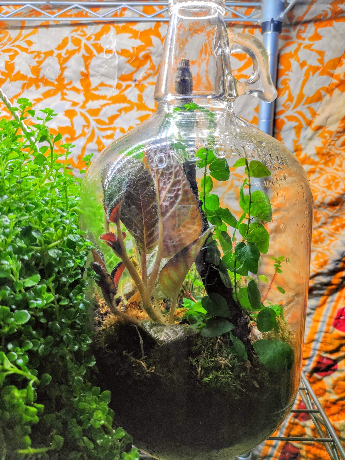 Gallon Jug Vine Terrarium Etsy