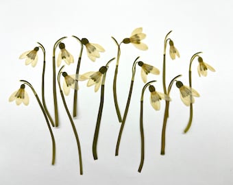Dried Pressed Snowdrop Flowers – Real White Botanical Craft Supplies (15 pcs)