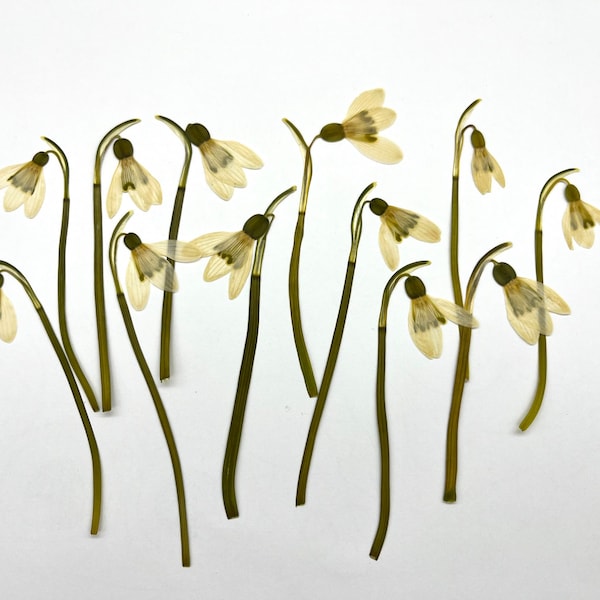 Snowdrop flowers Pressed dried real white 15 pcs dry for herbarium frame terrarium scrapbooking resin jewelry spring Easter card making