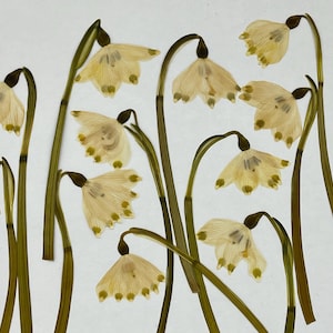Fiori pressati di bucaneve bianchi per orecchini in resina, collane, creazione di biglietti, 12 grandi bucaneve