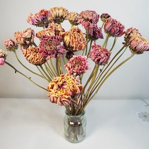 Fiori secchi rosa – Zinnie, 30 cm, 20 pz