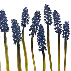 Fiori pressati blu per orecchini in resina, collane, creazione di biglietti, 12 muscari