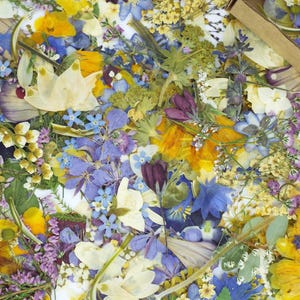 May include: A vibrant assortment of dried flowers in shades of yellow, blue, purple, and white. The arrangement includes various flower types, creating a colorful and textured display. A small cardboard box is visible in the upper right corner.