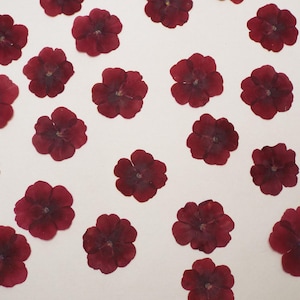 May include: A collection of deep red flowers with a dark center, scattered on a white surface. The petals are fully open, showcasing their intricate details. These dried flowers are perfect for crafting and decorative purposes.