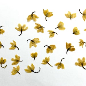 Fiori di mughetto secchi pressati confezione da 25 pezzi color crema, veri naturali per la creazione di gioielli in resina, biglietti e collage