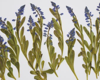 Dried Pressed Tiny Blue Wild Flowers – Botanical Art, Floral Craft Supplies (20 pcs)