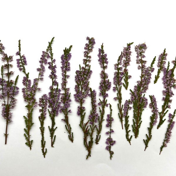 Pressed dried Heather Calluna vulgaris pack of 25pcs real natural dry flower, mauve color, for crafting resin jewelry, card making