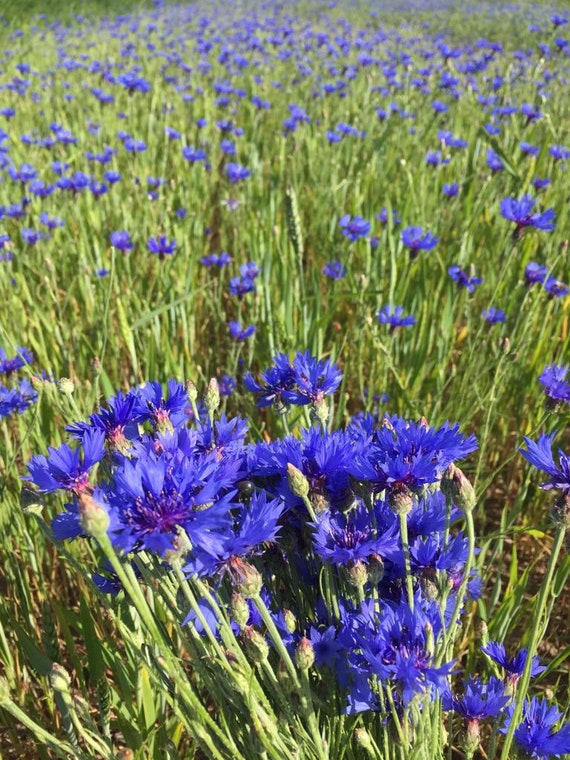 Pétales De Bleuet Séchés Première Qualité - Centaurea Cyanus, 1,4 Oz (40g)