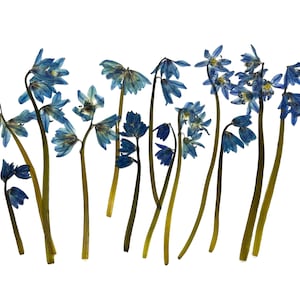 12 flores de campanilla de invierno azules reales, secas y prensadas, para proyectos de manualidades, joyería de resina y fabricación de tarjetas de Pascua de primavera