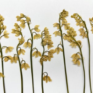 Flores de lírio do vale secas prensadas pacote de 12 peças cor creme real natural para artesanato joias de resina cartão e colagem