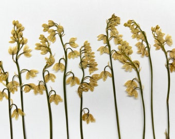 Dried Pressed Lily of the Valley Flowers – Botanical Art Supplies, Cream (15 pcs)